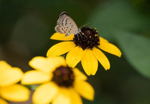 201808191306-DSC03135RX10M4.jpg