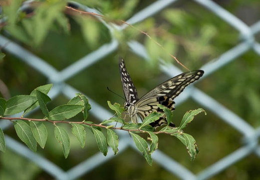 201808191310-DSC03142RX10M4.jpg