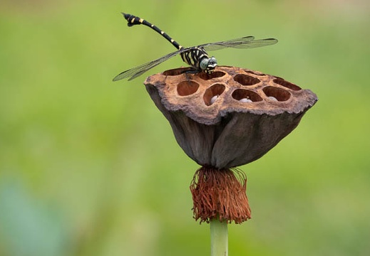 201808191333-DSC03214RX10M4.jpg