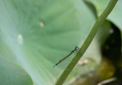 201808191333-DSC03216RX10M4.jpg