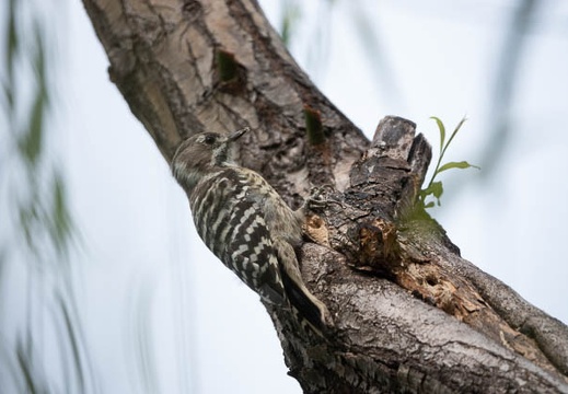 201808191416-DSC03319RX10M4.jpg