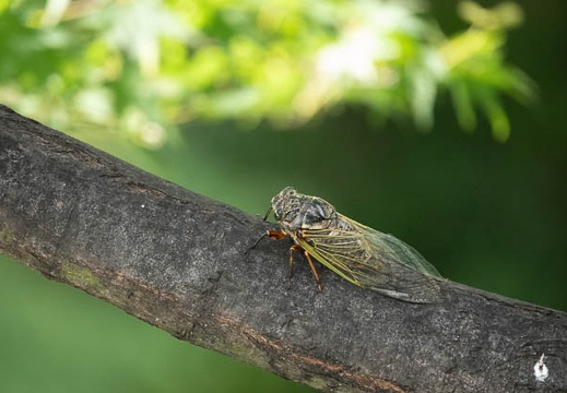 201808191434-DSC03358RX10M4.jpg