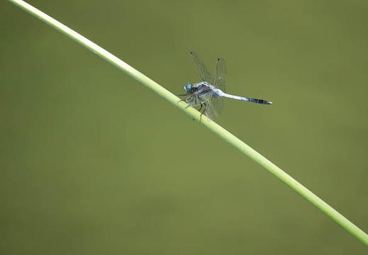 201808251145-DSC03408RX10M4.jpg