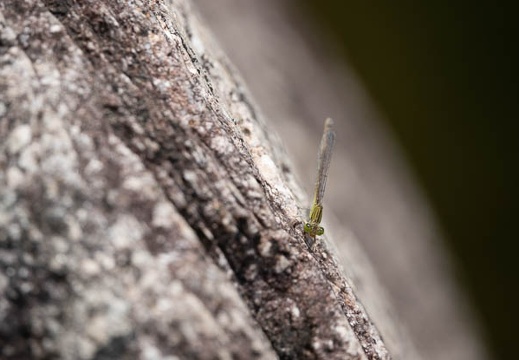 201808251148-DSC03419RX10M4.jpg