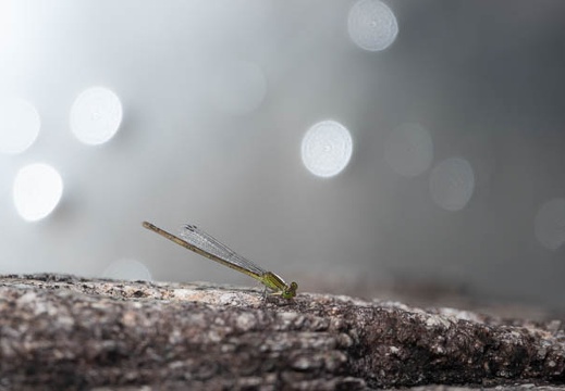 201808251148-DSC03422RX10M4.jpg