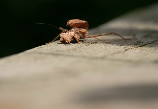 201809101104-DSC03977RX10M4.jpg