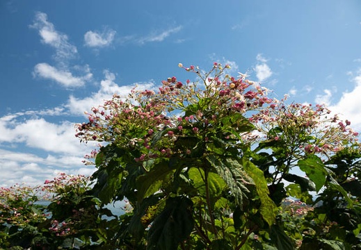 201809101137-DSC04035RX10M4.jpg