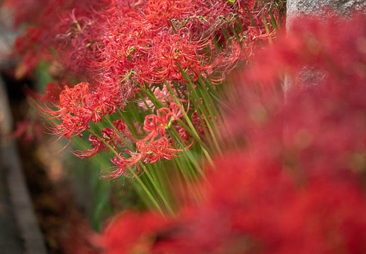 201809271132-DSC04319RX10M4.jpg