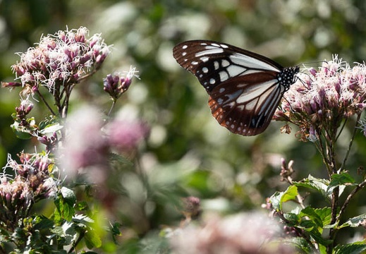 201810151342-DSC08565RX10M4.jpg