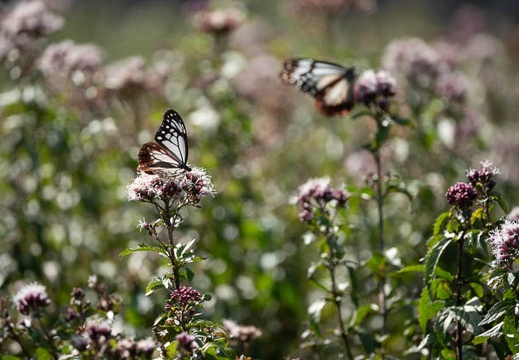 201810151342-DSC08570RX10M4.jpg