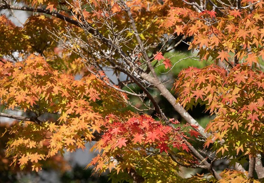201810251254-DSC01411RX10M4.jpg