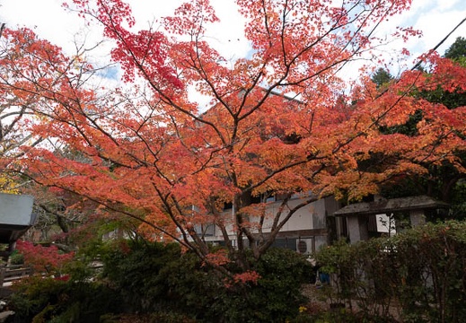 201811151108-DSC03111RX10M4.jpg