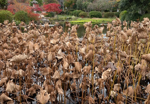 201811151119-DSC03144RX10M4.jpg