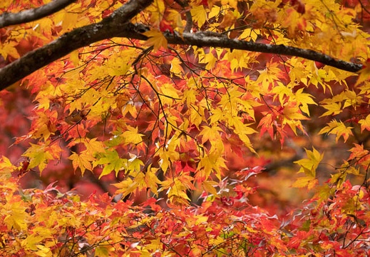 201811151143-DSC03215RX10M4.jpg