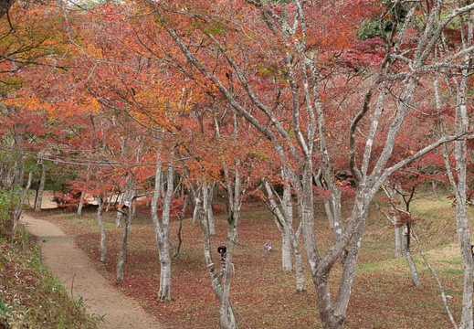 201811151211-DSC03274RX10M4.jpg