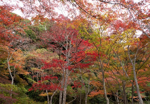 201811151213-DSC03280RX10M4.jpg