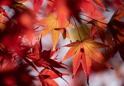201811151346-DSC03376RX10M4.jpg