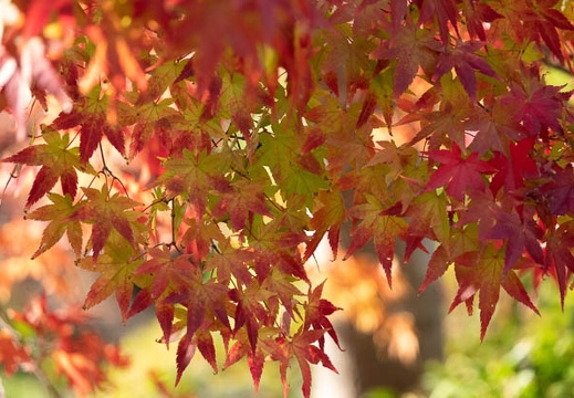 201811151402-DSC03420RX10M4.jpg