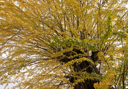 201811231219-DSC03820RX10M4.jpg