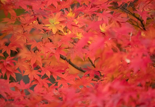 201811231325-DSC03974RX10M4.jpg