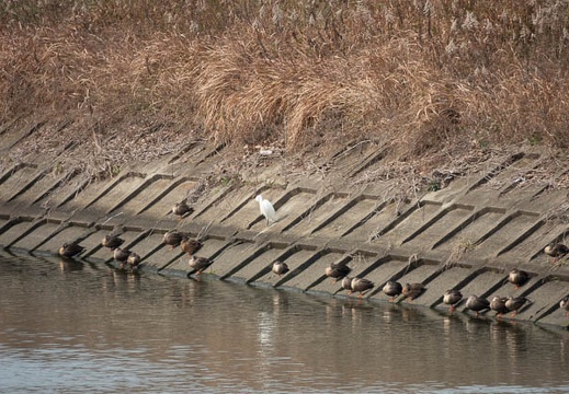 201901111230-DSC07116RX10M4.jpg