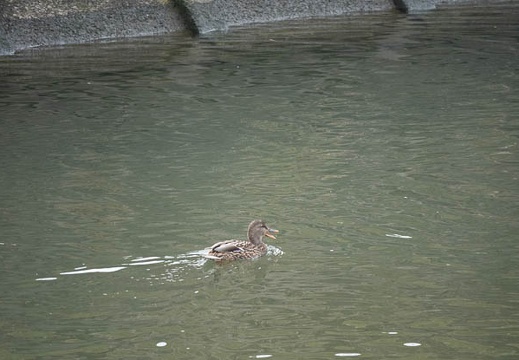 201901111235-DSC07120RX10M4.jpg