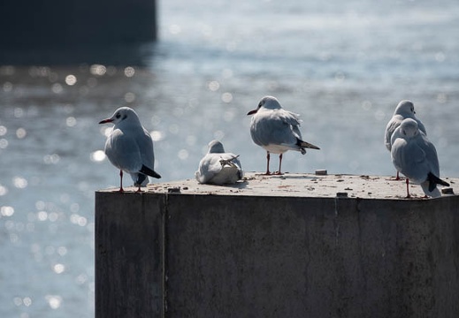 201901191132-DSC08009RX10M4.jpg
