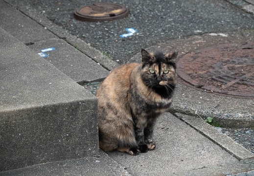 201901191450-DSC08057RX10M4.jpg
