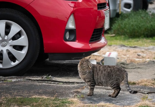 201901191453-DSC08067RX10M4.jpg
