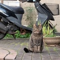 201903191725-DSC09964RX10M4.jpg