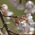 201903201030-DSC00104RX10M4.jpg