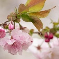201904051346-DSC03393RX10M4.jpg