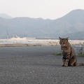 201904081738-DSC05899RX10M4.jpg