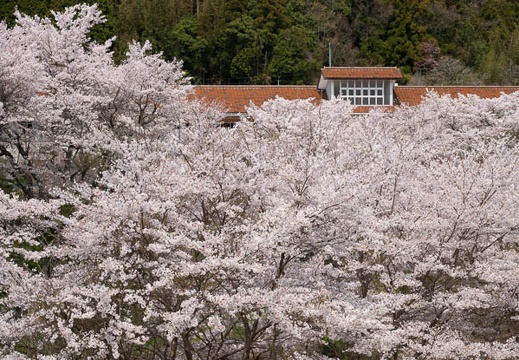 201904091301-DSC06254RX10M4.jpg