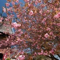 201904151344-DSC06500RX10M4.jpg