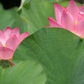201907261054-DSC01946RX10M4.jpg