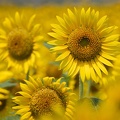 201908031135-DSC03740RX10M4.jpg