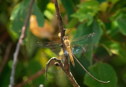 201908051300-DSC04111RX10M4.jpg