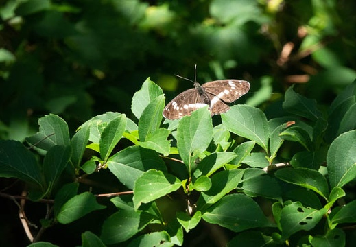 201908051300-DSC04112RX10M4.jpg