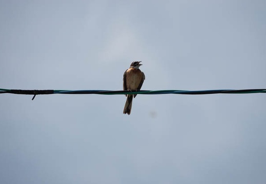 201908051307-DSC04123RX10M4.jpg