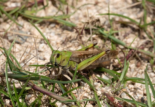 201908051330-DSC04153RX10M4.jpg