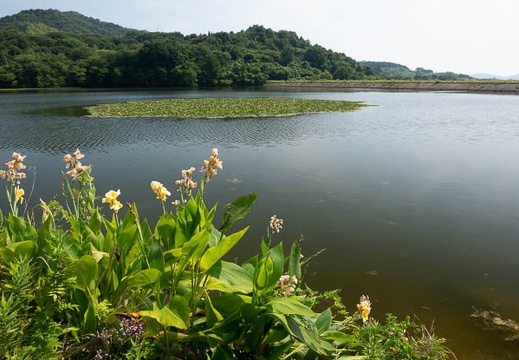 201908051443-DSC04192RX10M4.jpg