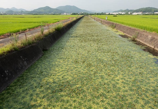 201908051634-DSC04272RX10M4.jpg