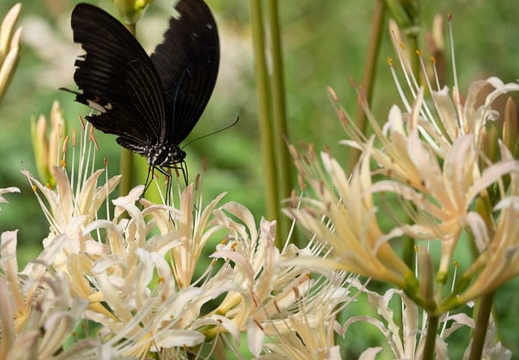 201909251028-DSC08378RX10M4.jpg