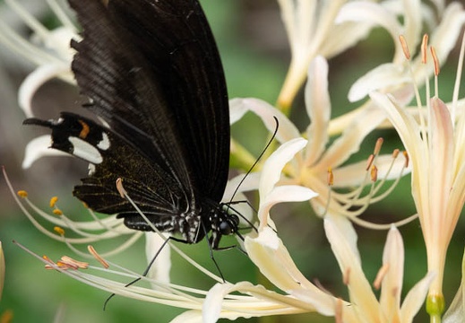 201909251028-DSC08385RX10M4.jpg