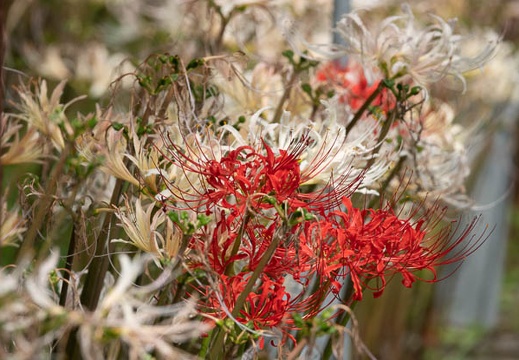 201909251030-DSC08397RX10M4.jpg