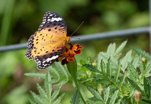 201909251034-DSC08407RX10M4.jpg