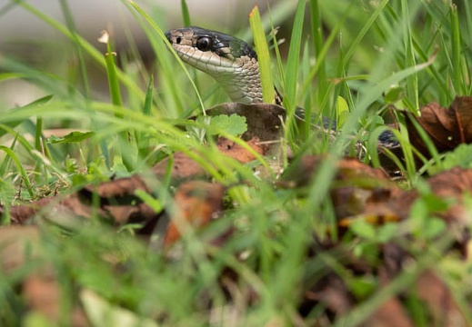 201909251043-DSC08436RX10M4.jpg