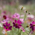 201910091055-DSC00392RX10M4.jpg