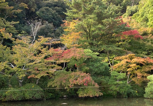 201911131015-DSC05973RX10M4.jpg